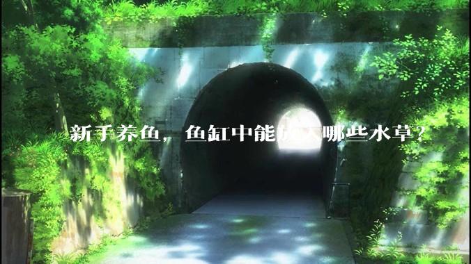 新手养鱼，鱼缸中能放入哪些水草？